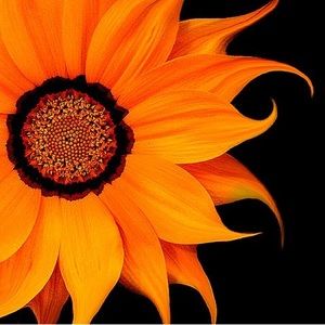 Meet your Posher, Clareese